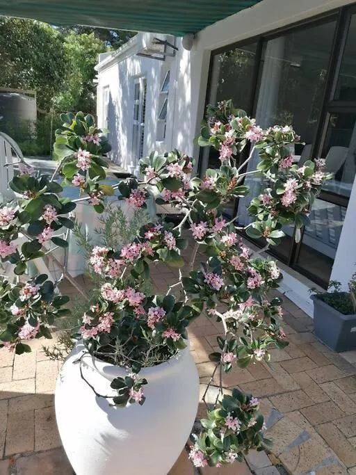 Σπίτι διακοπών Pine-Tree Home Κέιπ Τάουν